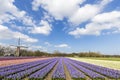 Dutch hyacinthe bullb farm