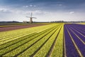 Dutch hyacinthe bullb farm