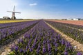 Dutch hyacinthe bullb farm