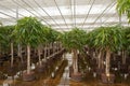 Dutch hydroculture plant nursery Royalty Free Stock Photo