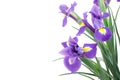 Dutch iris