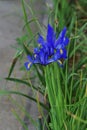 Dutch Iris blue