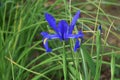 Dutch Iris blue