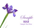 Dutch Iris Flower Royalty Free Stock Photo