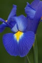 Dutch iris flower Royalty Free Stock Photo