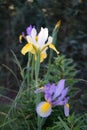 The Dutch iris, Iris hollandica hort, is a hybrid from the genus Iris within the iris family Iridaceae.