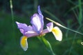 The Dutch iris, Iris  hollandica hort, is a hybrid from the genus Iris within the iris family Iridaceae. Royalty Free Stock Photo