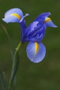 Dutch iris (Iris xiphium)