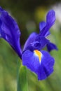 Dutch Iris Professor Blaauw, glistens after rain in the garden Royalty Free Stock Photo