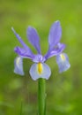 Dutch Iris