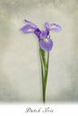 Dutch iris stem with text