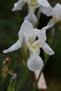 Dutch Iris / White
