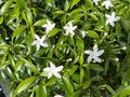 Dutch Jasmine Royalty Free Stock Photo