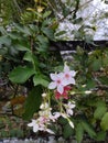 Dutch jasmine ornamental plants