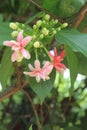 Dutch Jasmine plant
