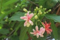 The Dutch Jasmine plant