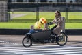 Heading to a birthday party on dolly cargo bike