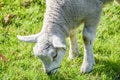 Dutch Lamb Eating Grass At Duivendrecht The Netherlands