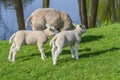 Dutch Lamb And Mother Sheep At Duivendrecht The Netherlands Royalty Free Stock Photo