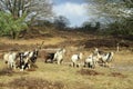 The Dutch Landrace Goat Royalty Free Stock Photo