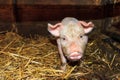 Dutch landrace piglet Royalty Free Stock Photo