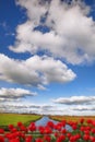 Dutch landscape with canal and red tulips in Amsterdam area, Holland Royalty Free Stock Photo