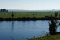 Dutch landscape with a cows grazing in the fields near the river Royalty Free Stock Photo