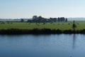 Dutch landscape with a cows grazing in the fields near the river Royalty Free Stock Photo