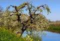 Dutch Landscape-De Betuwe Royalty Free Stock Photo