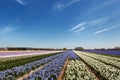 Dutch landscape with flower bulbs Royalty Free Stock Photo