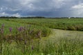 Meadow and green ditch in Alblasserwaard, The Netherlands Royalty Free Stock Photo