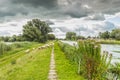 Dutch landscape with herd of sheep and solitary Queenswort, liverwort or Hemp Agrimony, Eupatorium cannabinum