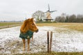 Dutch landscape with horse Royalty Free Stock Photo