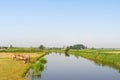 Dutch landscape with horses water and windmill Royalty Free Stock Photo