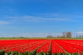 Dutch landscape with red tulips Royalty Free Stock Photo