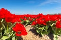 Dutch landscape with red tulips Royalty Free Stock Photo