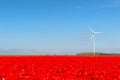 Dutch landscape with red tulips Royalty Free Stock Photo