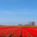 Dutch landscape with red tulips Royalty Free Stock Photo