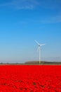 Dutch landscape with red tulips Royalty Free Stock Photo