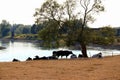 Dutch landscape river ijssel, gelderland. Cattle cows standing in shade of tree Royalty Free Stock Photo