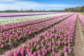 Dutch landscape with rows of pink hyacinth flowers Royalty Free Stock Photo