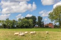 Dutch landscape with sheep near the village of Wetsinge Royalty Free Stock Photo