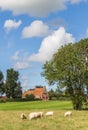 Dutch landscape with sheep near the village of Wetsinge Royalty Free Stock Photo