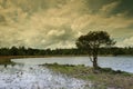 Dutch landscape Tree by the pool1 Royalty Free Stock Photo