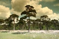 Dutch landscape Trees and clouds Royalty Free Stock Photo