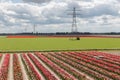 Dutch landscape with tulip show garden and electricity pylon