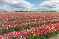 Dutch landscape with tulip show garden