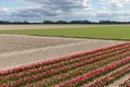 Dutch landscape with tulip show garden