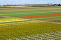 Dutch Landscape with Tulips Daffodils Fields Royalty Free Stock Photo