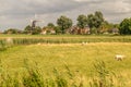 Dutch landscape with windmill and flock of sheep Royalty Free Stock Photo